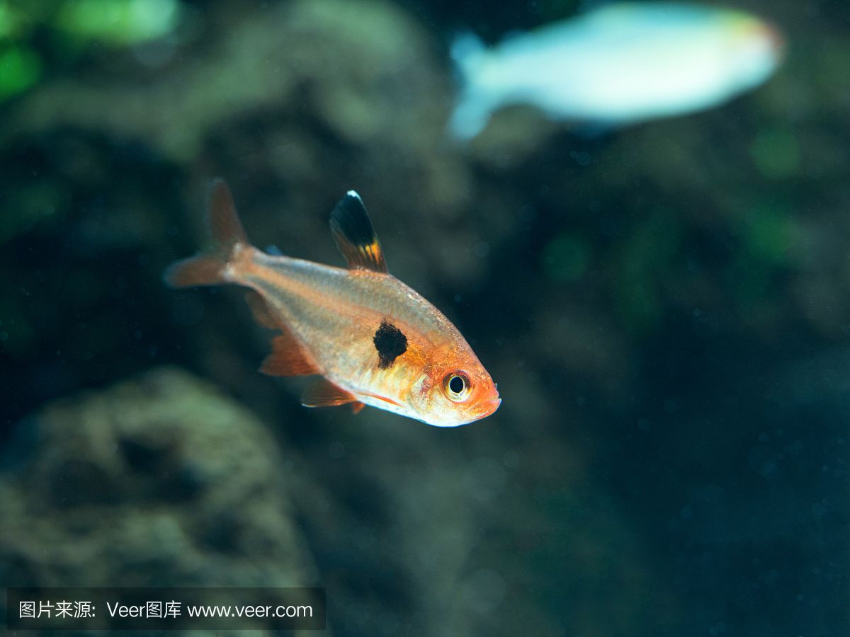 幻影水族鱼缸的优缺点介绍：亚克力幻影水族鱼缸 鱼缸百科 第3张