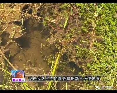 河蚌养在鱼缸里是否会导致死亡取决于多种因素以下是根据搜索结果：河蚌养在鱼缸里会导致死亡吗？ 鱼缸百科 第2张