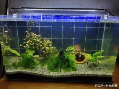 鱼缸水质管理指南：过滤鱼缸换水频率取决定水质变化是否换水的重要依据