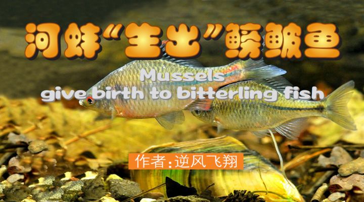 河蚌养在鱼缸里既有好处也有坏处，需要仔细考虑和管理：如何在鱼缸中养活河蚌 鱼缸百科