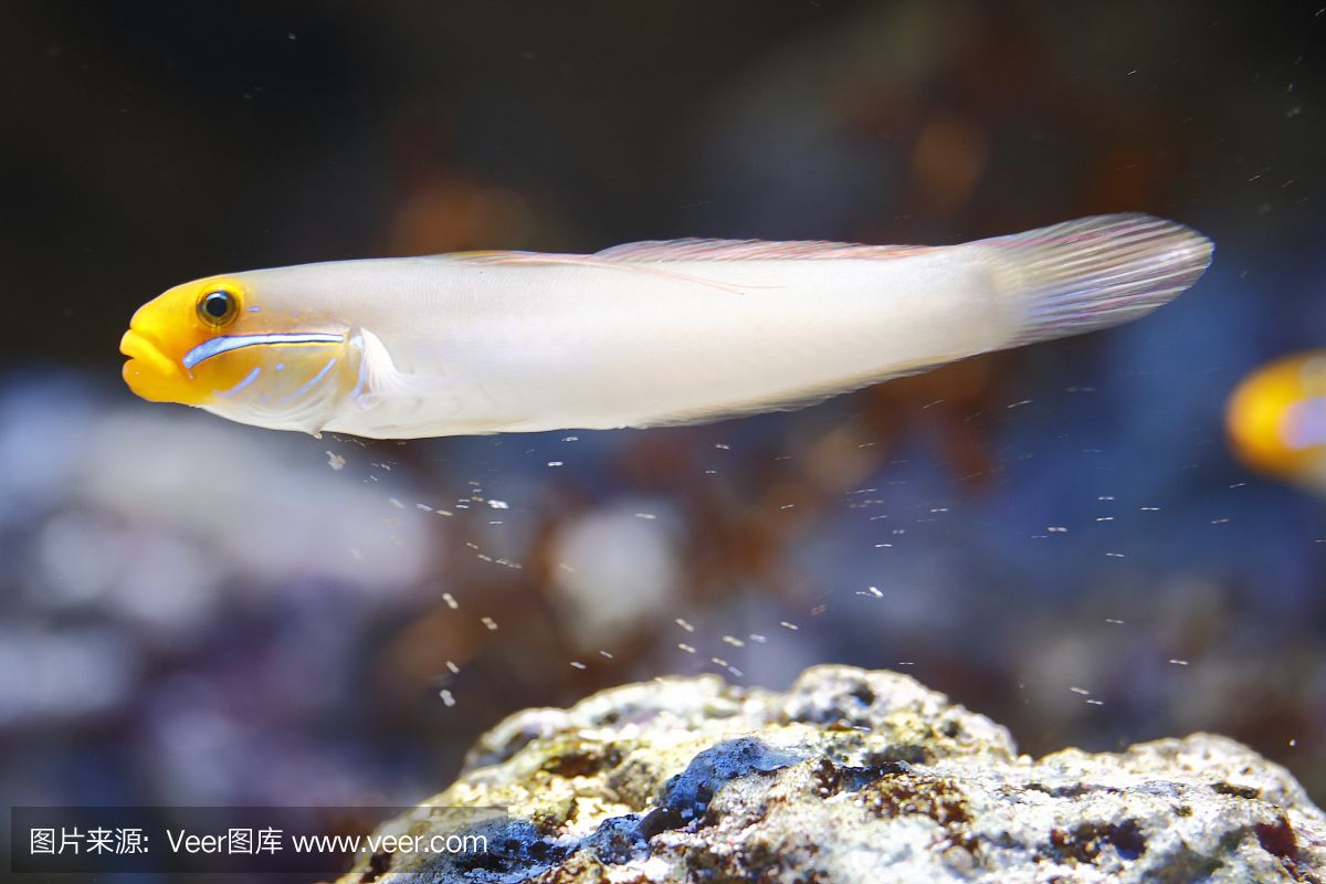 深圳海王星鱼缸设计的艺术与科学水族馆设计的选择：如何选择合适的鱼缸设计 鱼缸百科 第4张