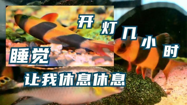 观赏鱼缸灯并不是一定要24小时亮着的，过度照明对鱼缸内的生物：观赏鱼缸灯一定要24小时亮着吗？