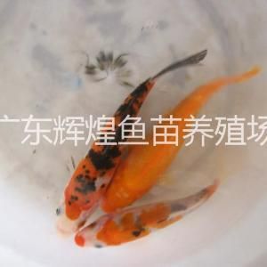 荷包鲤鱼适合鱼缸养殖吗：荷包鲤鱼的饲养技术 鱼缸百科 第1张