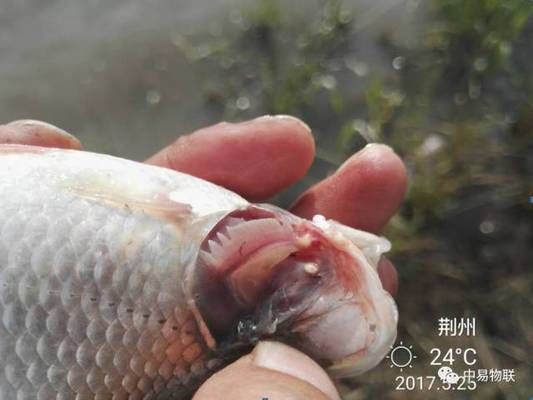 红鲫鱼在鱼缸里死亡的原因有哪些？：红鲫鱼在鱼缸里死亡的原因 鱼缸百科 第3张