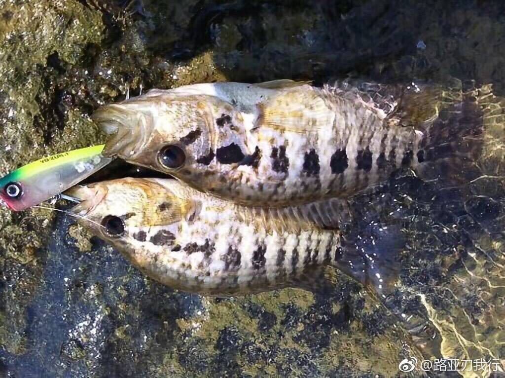 红老虎鱼饲养技巧：红老虎鱼的饲养技巧 鱼缸百科 第2张