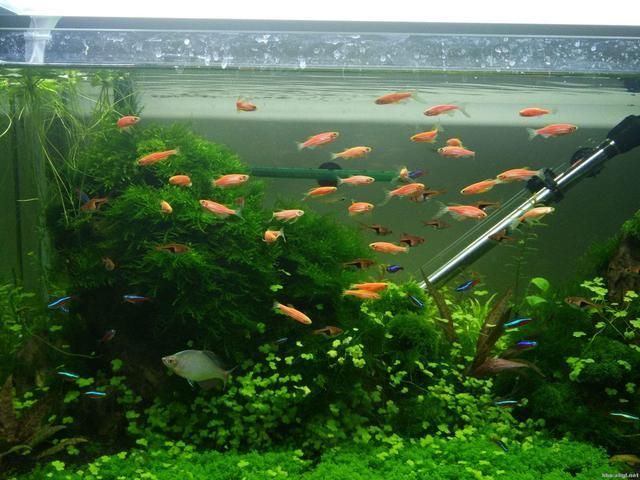 广州水族文化探秘广州水族文化探秘广州鱼缸专卖店：广州明亮水族鱼缸专卖店 鱼缸百科 第1张