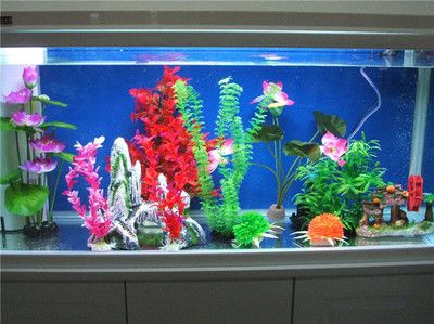 森森60公分长鱼缸，鱼缸套餐：幻彩水族鱼缸养鱼应该具备哪些因素，幻彩水族鱼缸养鱼的第一步