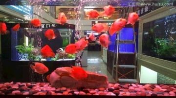 华阳水族文化探秘华阳水族文化探秘华阳水族文化探秘：华阳哪里有卖金鱼和鱼缸的市场吗？ 鱼缸百科 第1张