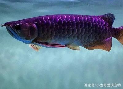 鱼缸换水、鱼缸清洗服务：广州森泉水族专业清洗鱼缸换水、鱼缸换水、鱼缸清洗服务