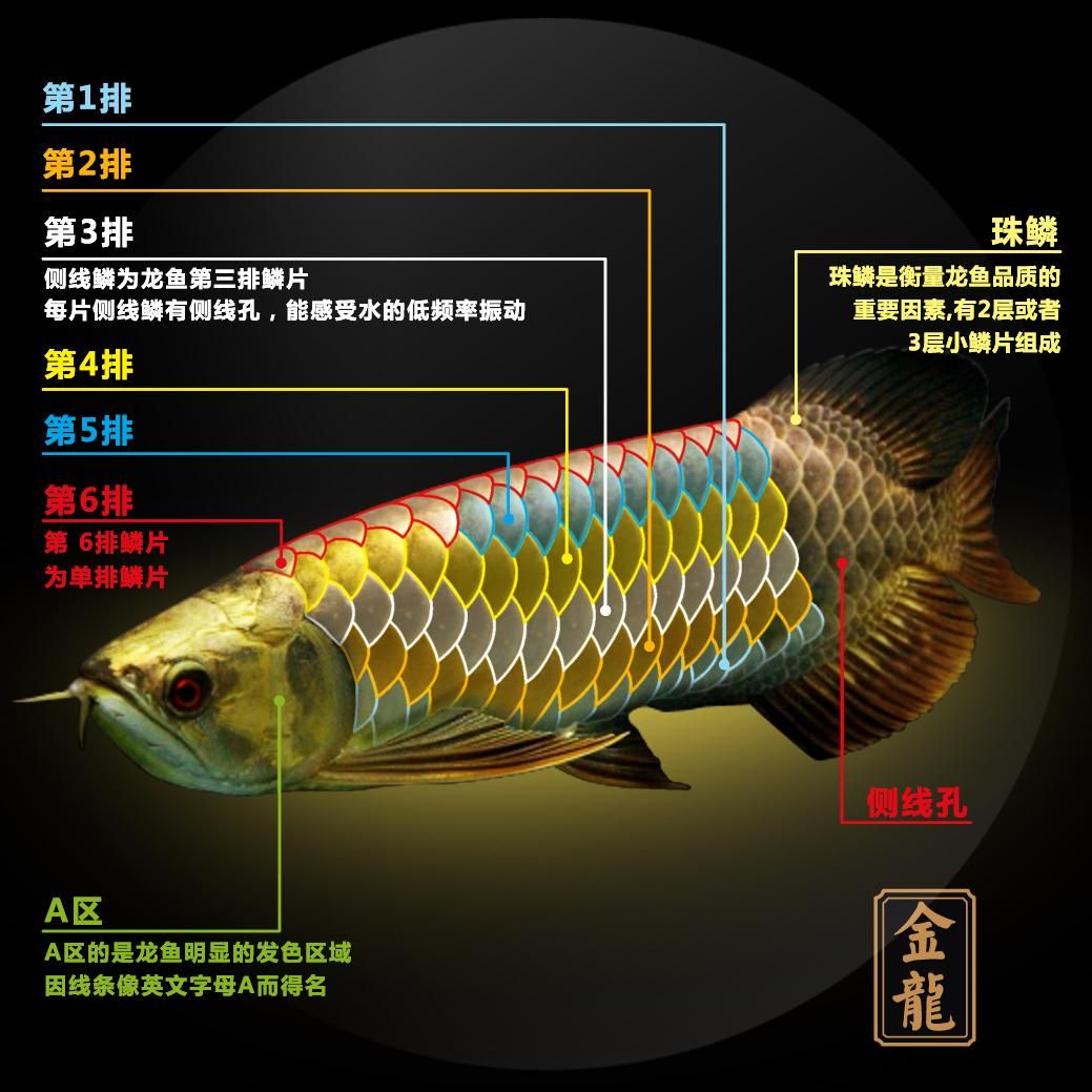 龙鱼的养殖方法是什么龙鱼的养殖方法是什么：养殖龙鱼的注意事项和注意事项龙鱼饲养技巧