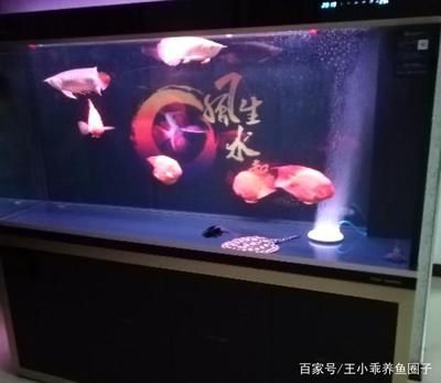 龙鱼鱼缸品牌十大品牌排行榜_龙鱼鱼缸什么牌子好：红龙鱼鱼缸品牌十大品牌排行榜_龙鱼鱼缸什么牌子好 龙鱼百科 第1张