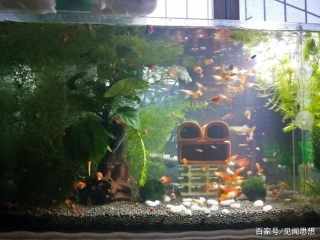 鱼缸水浑浊怎么办？：凤尾鱼鱼缸水浑浊怎么办 鱼缸百科 第2张