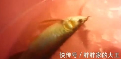 龙鱼缩鳍的原因及处理方法：龙鱼缩鳍怎么办？