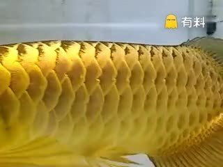 一桶金龙鱼油重量是多少？：一桶金龙鱼油的重量取决于油的类型和容量和容量的影响 龙鱼百科 第3张