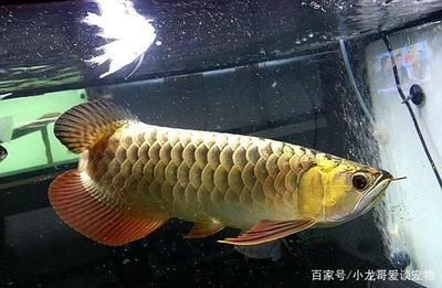 饲养龙鱼的最佳水温是多少？：饲养龙鱼的最佳水温 龙鱼百科 第3张