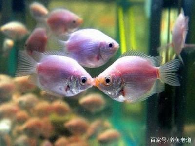 鱼缸温度34度鱼缸温度34度鱼缸温度34度鱼会死吗：关于龙鱼的问答 龙鱼百科 第3张