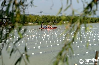 河蚌在鱼缸中养河蚌需要注意以下几点不同的方式：如何在鱼缸中养殖河蚌 鱼缸百科 第1张