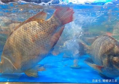 饲养龙鱼的最佳温度范围是多少？：养龙鱼的最佳温度是24-29℃，饲养者需要注意温差控制