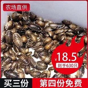 龙鱼吃蟑螂好吗龙鱼吃蟑螂好吗：龙鱼吃蟑螂好吗 龙鱼百科 第3张