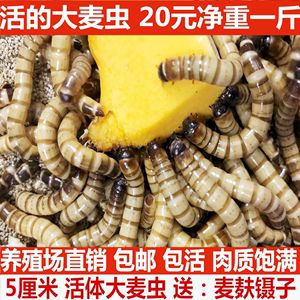 养殖金龙鱼养殖技术与管理论文