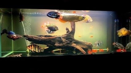 一米的水族缸可以养金龙鱼吗？：一米以上的鱼缸可以养金龙鱼吗360问答 龙鱼百科 第1张