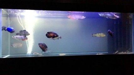 一米的水族缸可以养金龙鱼吗？：一米以上的鱼缸可以养金龙鱼吗360问答 龙鱼百科 第3张