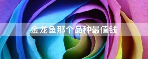 金龙鱼龙鱼排行榜，金龙鱼龙鱼十大排名推荐京东 龙鱼百科