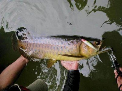 中国野生金龙鱼（中国有野生的金龙鱼吗中国有野生的金龙鱼吗） 龙鱼百科 第3张