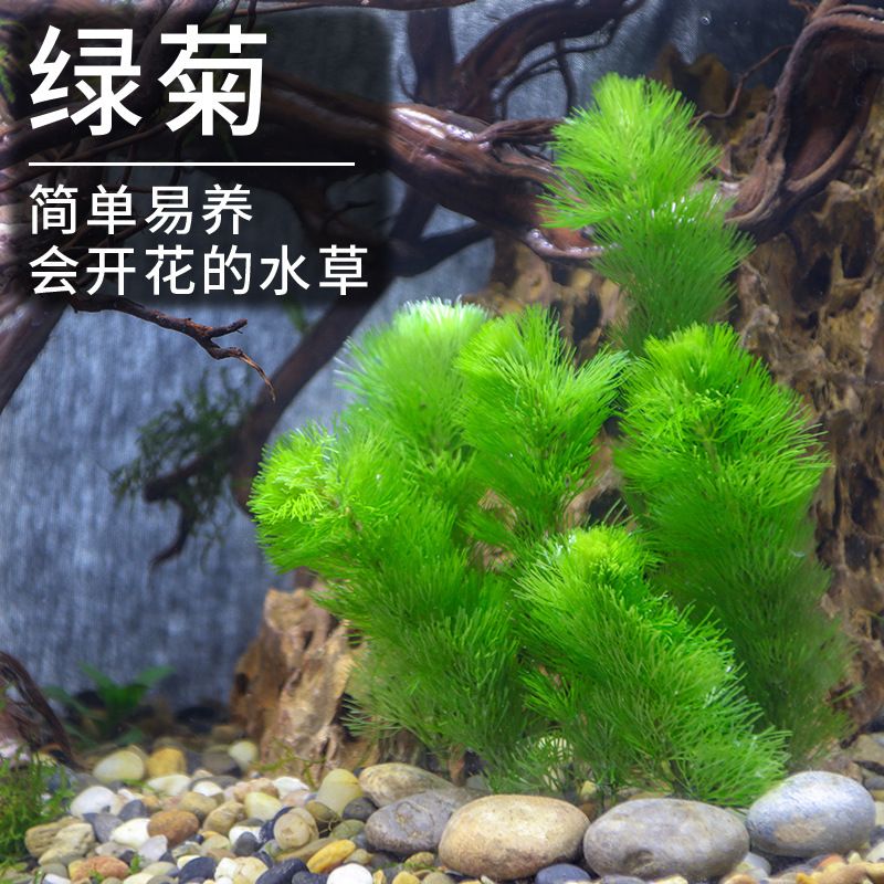 淡水鱼缸养什么植物（适合淡水鱼缸的植物） 鱼缸百科 第1张