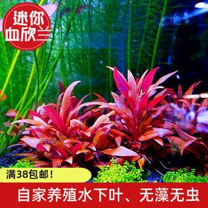 淡水鱼缸养什么植物（适合淡水鱼缸的植物） 鱼缸百科 第2张