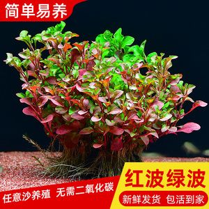 淡水鱼缸养什么植物（适合淡水鱼缸的植物） 鱼缸百科 第3张