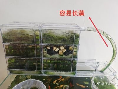 过滤器对鱼缸的影响（鱼缸过滤器对于鱼缸生态系统的影响） 鱼缸百科 第1张