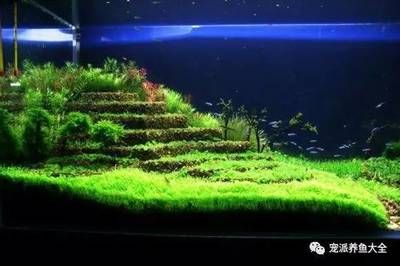 黑金沙鱼缸造景图案（黑金沙水族鱼缸造景图案） 鱼缸百科 第1张