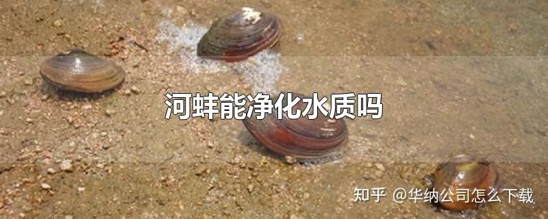 河蚌放鱼缸里会不会污染水呢（如何在鱼缸中养河蚌） 鱼缸百科