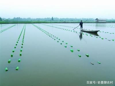 河蚌 鱼缸 喂养注意事项（喂养河蚌时需要注意其食物选择、生活环境、疾病预防） 鱼缸百科 第1张