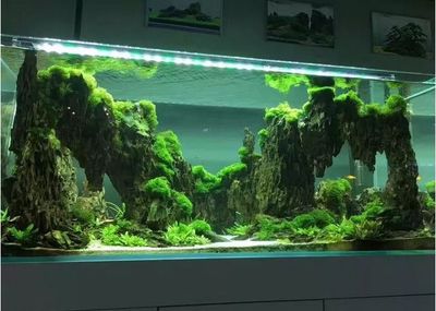 广州鱼缸造景培训机构（广州吴氏水草水族造景商贸有限公司水草造景培训机构） 鱼缸百科 第2张