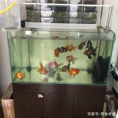 观赏鱼缸养什么鱼比较好养活（观赏鱼养护技巧） 鱼缸百科 第2张