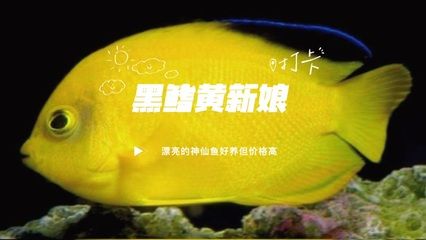 海水鱼在鱼缸里能活多久（海水鱼在鱼缸中的存活时间） 鱼缸百科 第3张