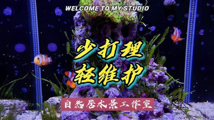 海水鱼缸好打理吗视频（如何打理一个海水鱼缸） 鱼缸百科 第1张