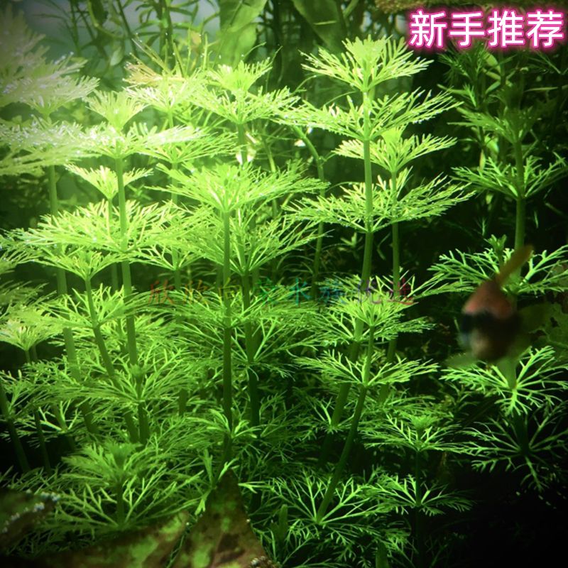 淡水鱼缸养什么水草好（淡水鱼缸中的水鲈科鱼缸中的水草种类及其特点及注意事项） 鱼缸百科 第1张