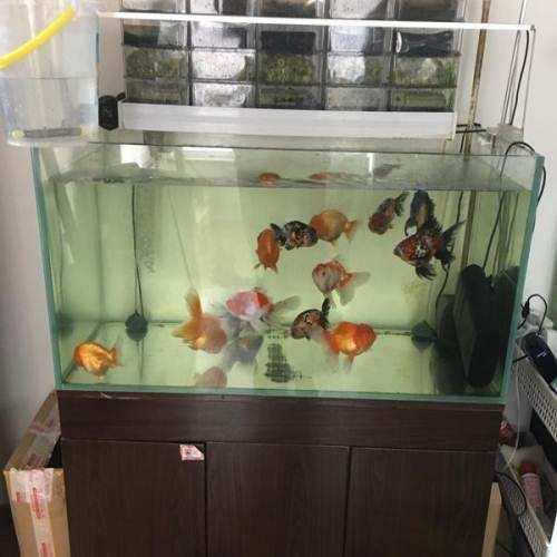 海水观赏鱼鱼缸摆放（海水观赏鱼的养护秘籍） 鱼缸百科 第3张