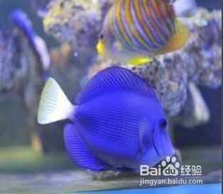 海盐放鱼缸比例（如何自制鱼缸盐水） 鱼缸百科 第1张