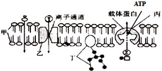 光合硝化细菌直接放鱼缸里吗可以吗（光合硝化细菌的使用） 鱼缸百科 第4张