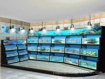 桓台哪里有卖鱼缸的市场啊视频（桓台县水族馆）