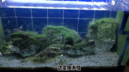 底过滤鱼缸怎么放水（底过滤鱼缸换水技巧） 鱼缸百科 第1张