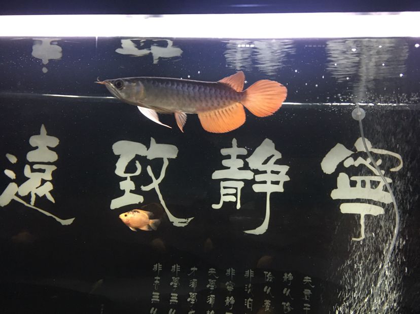 小龙鱼入缸2019.9.6记录，持续更新（新手养鱼，多多指教） 观赏鱼论坛 第2张