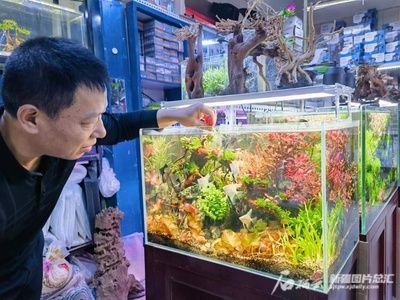 给鱼缸造景叫什么职业（探索水族造景的世界大赛水族造景师或生态造景师或生态造景师） 鱼缸百科 第4张