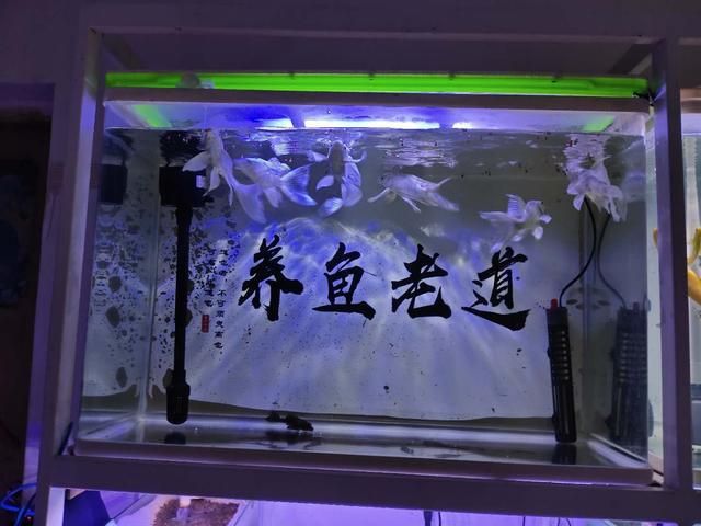 刚开的鱼缸养水发白怎么处理（刚开的鱼缸养水发白可能是由于多种因素引起的，需要注意的是）