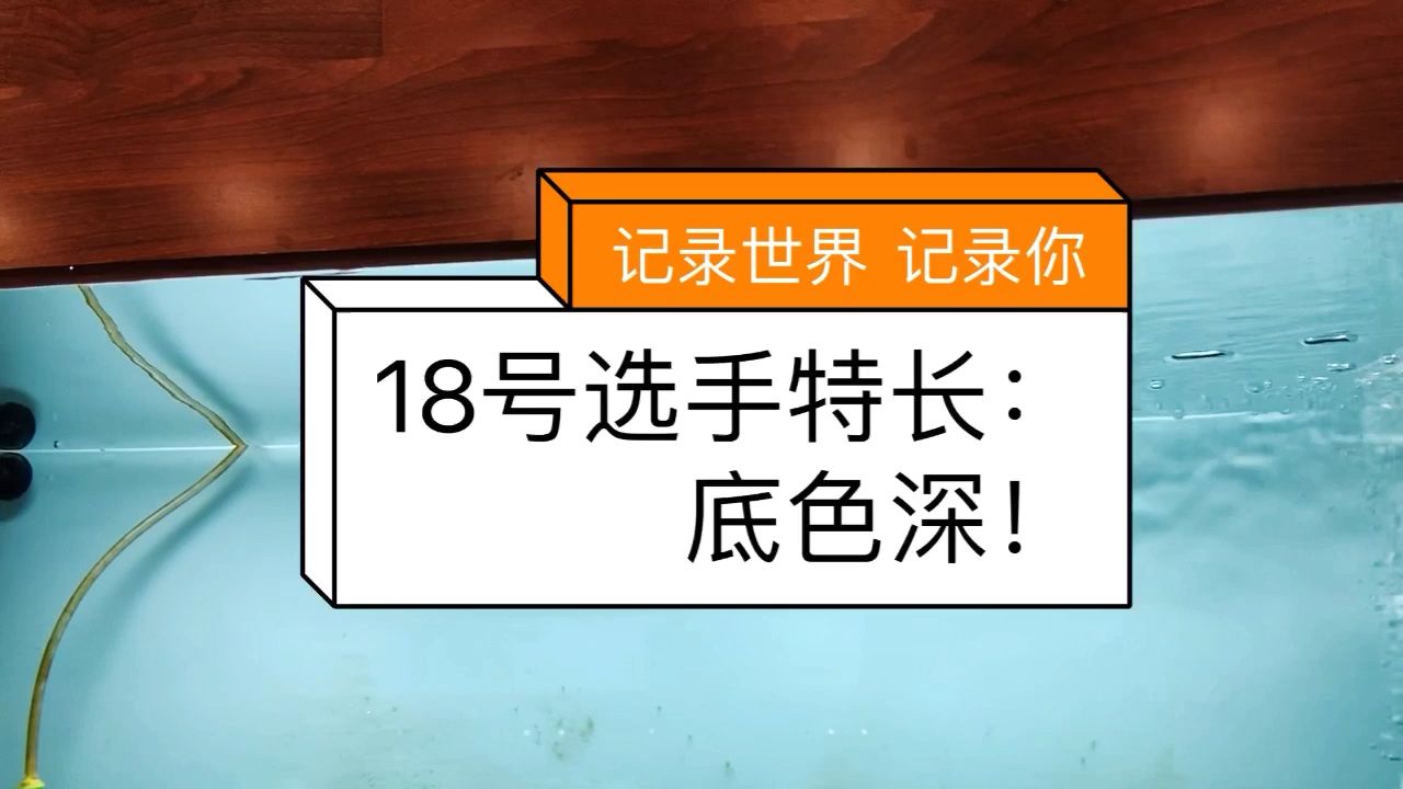 18号选手登场！（万隆天王烈焰） 观赏鱼论坛