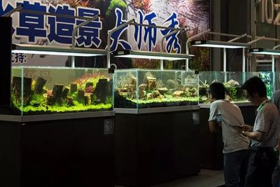 广州国际观赏鱼及水族器材展览会时间（2024年广州国际观赏鱼及水族器材展览会门票预订） 祥龙进口元宝凤凰鱼 第3张